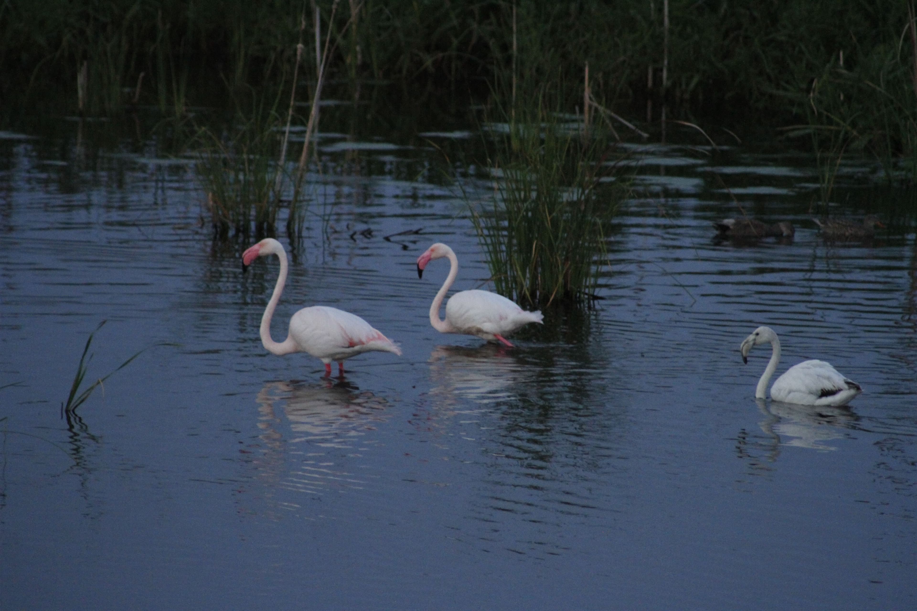 Marjal dels Moros