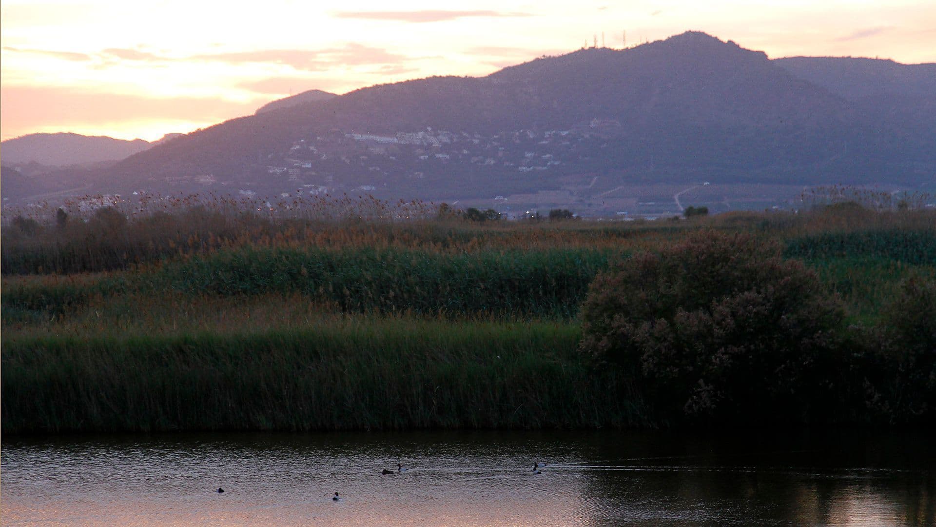 Marjal dels Moros